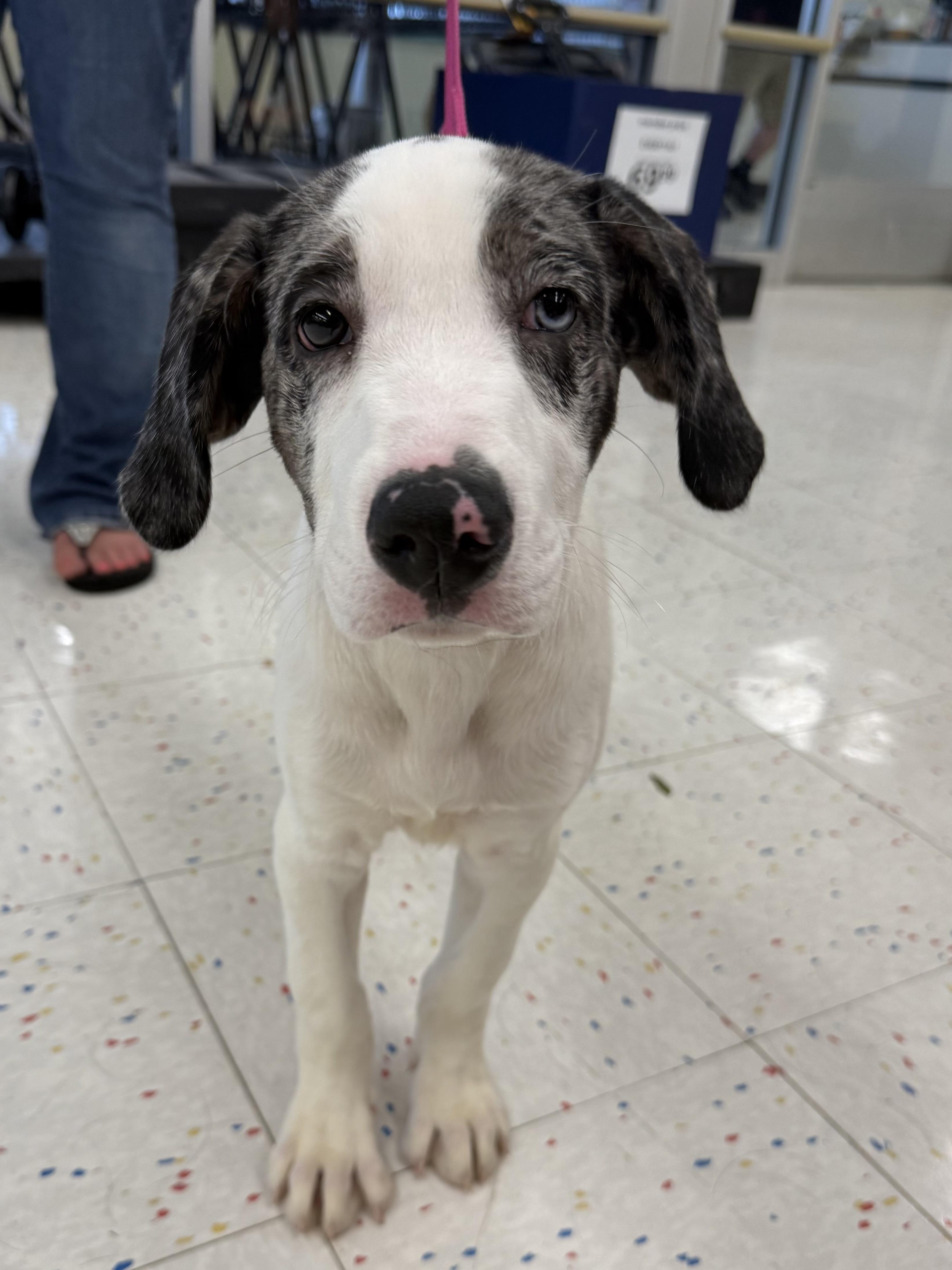 Enlarge Bill, an adopted mixed breed in Orland Park, IL image 3/3