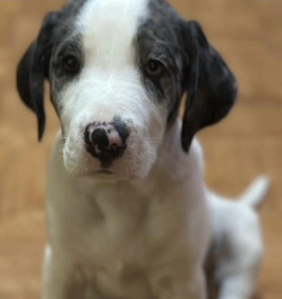 Enlarge Bill, an adopted mixed breed in Orland Park, IL image 2/3