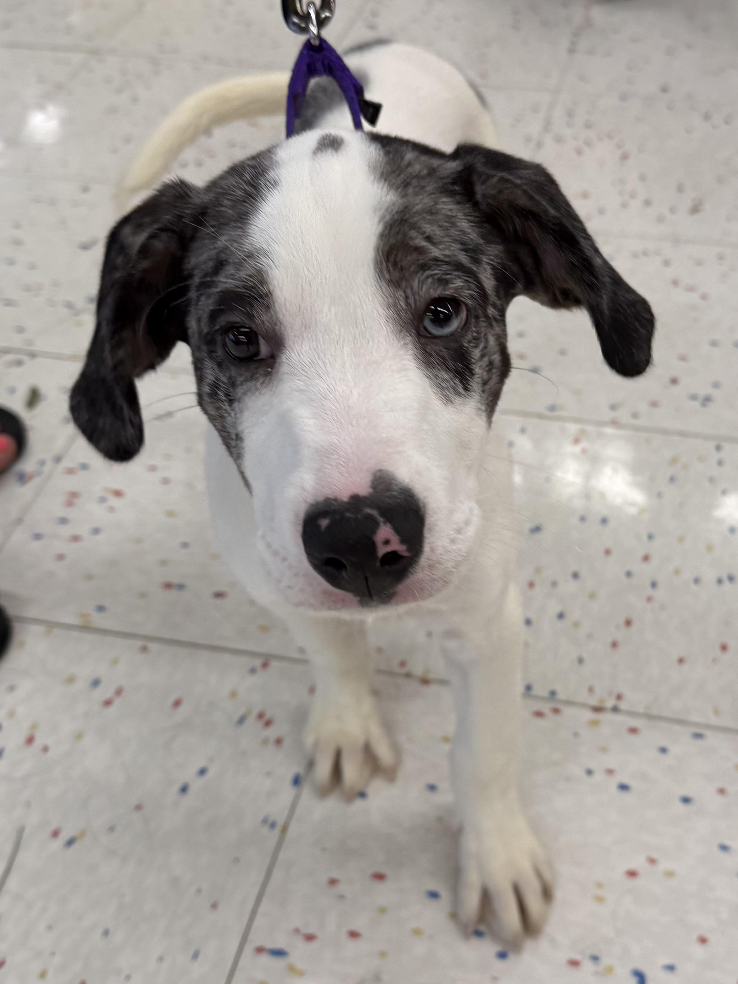 Enlarge Bill, an adopted mixed breed in Orland Park, IL image 1/3
