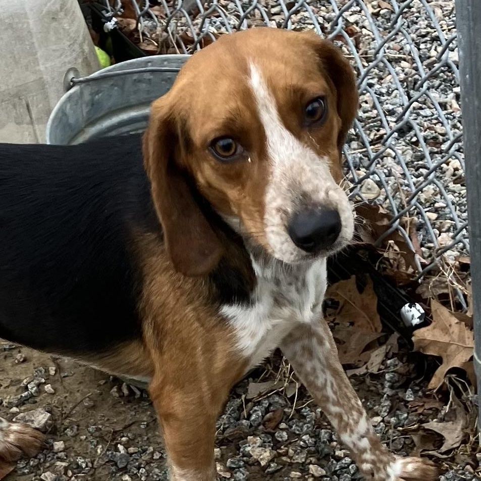 Rocco, ADOPTABLE, Adult Male Beagle.