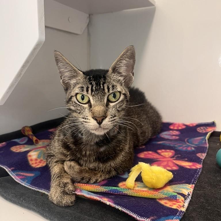 Vanillabeen, Adoptable, Adult Female Domestic Short Hair.