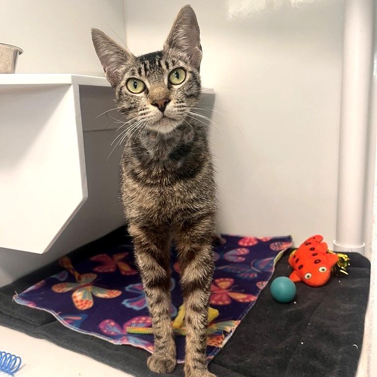 Enlarge Vanillabeen, a Adoptable Domestic Short Hair in Los Angeles, CA image 2/4