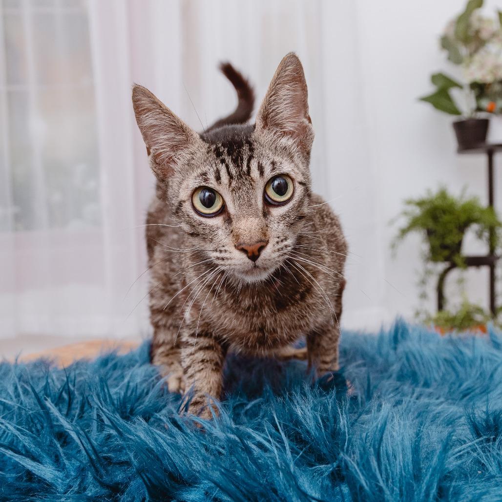 Enlarge Vanillabeen, a Adoptable Domestic Short Hair in Los Angeles, CA image 3/4