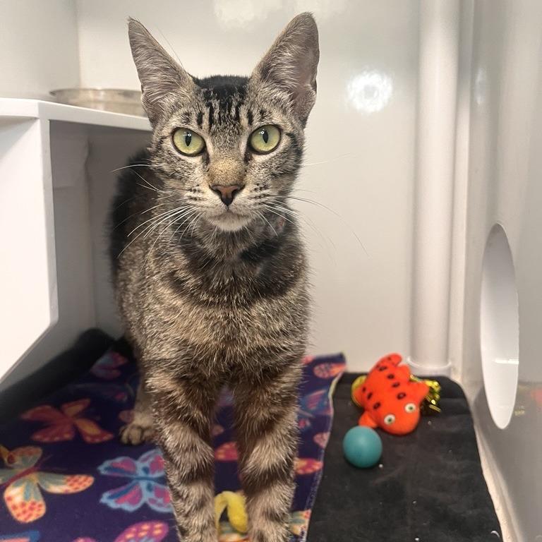 Enlarge Vanillabeen, a Adoptable Domestic Short Hair in Los Angeles, CA image 4/4