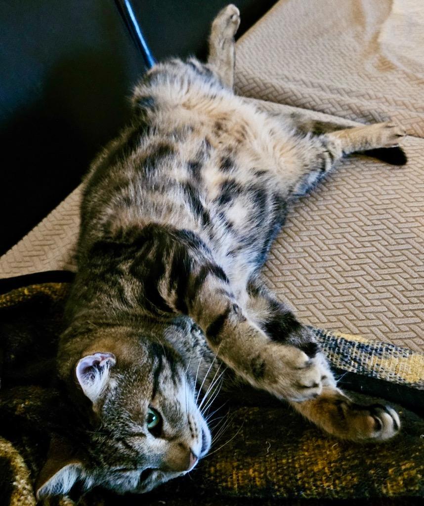 Terry, Adoptable, Adult Male Domestic Short Hair.