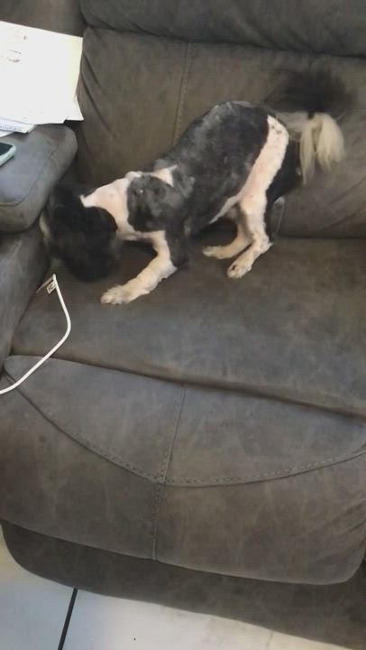 Enlarge Howard, a Adopted Shih Tzu in Winter haven, FL video 5/10