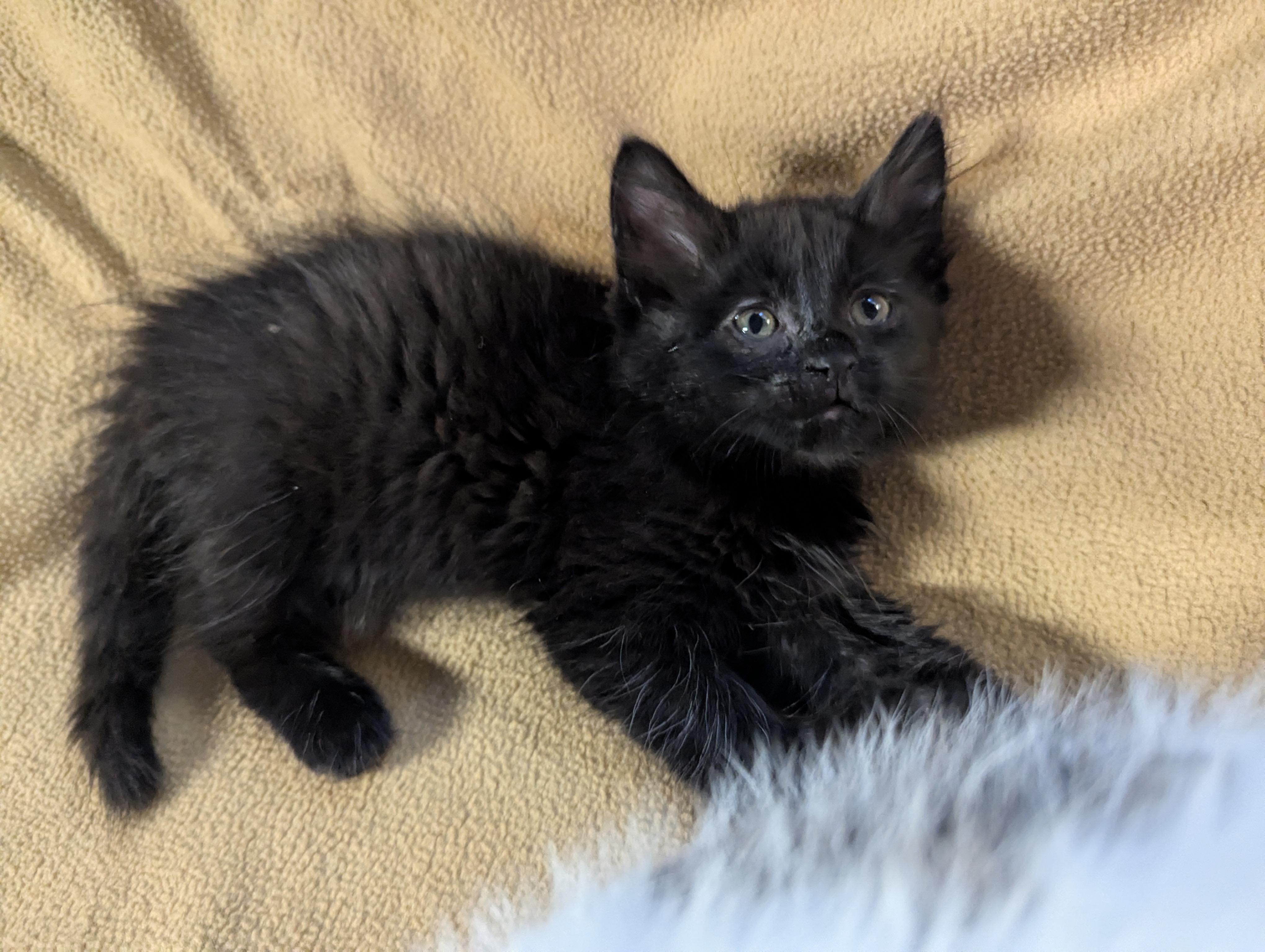 Skitzy, Baby Female Domestic Medium Hair
