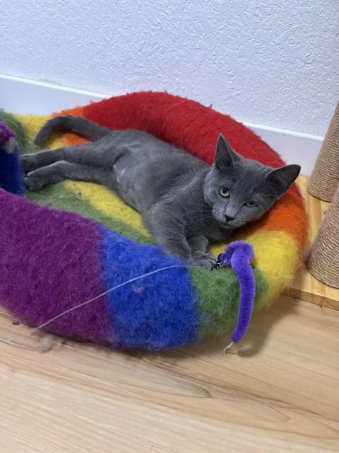 Enlarge DUST BUNNY, a Adoptable Domestic Short Hair in Aurora, CO image 1/1