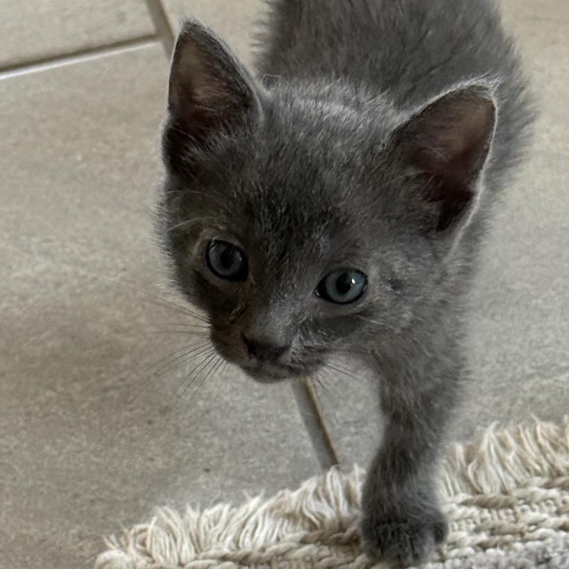 Eggie, Adoptable, Kitten Male Russian Blue.