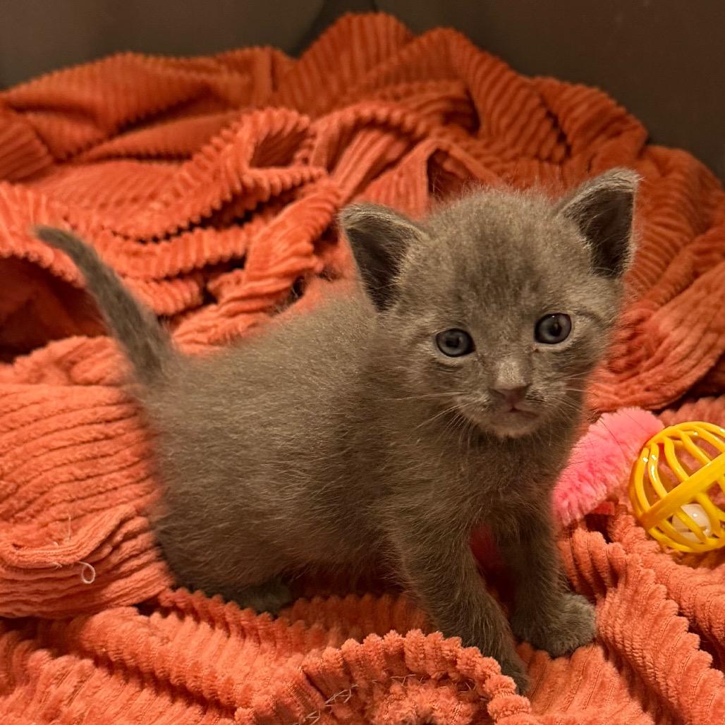 Enlarge Eggie, a Adoptable Russian Blue in Tucson, AZ image 2/2