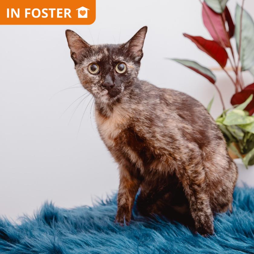 Enlarge Totti, a Adoptable Domestic Short Hair in Los Angeles, CA image 1/1