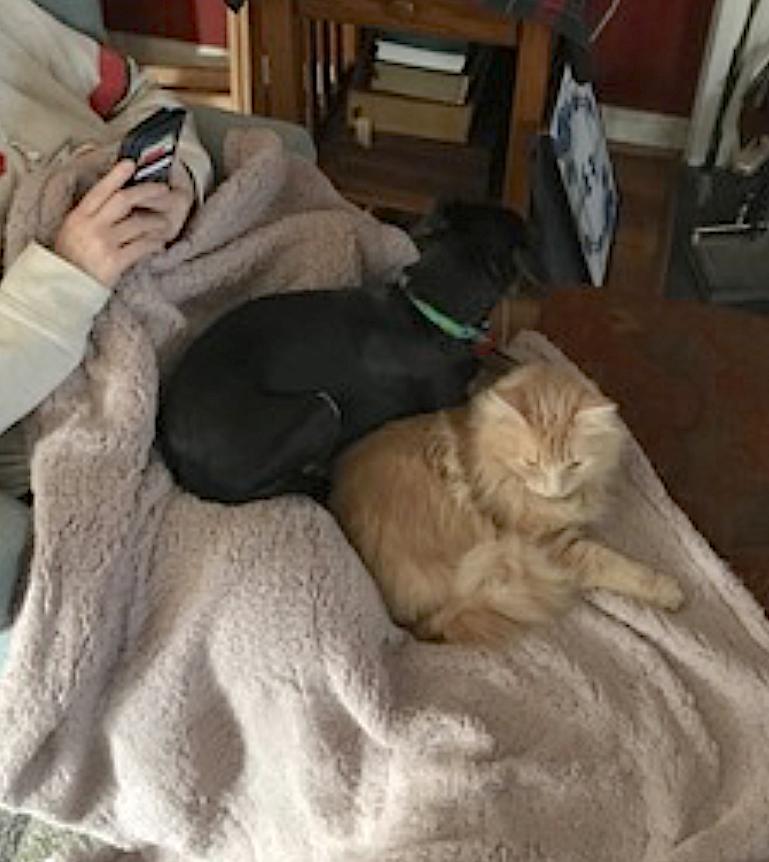 Enlarge Luna, an adopted mixed breed in Amherst, MA image 5/5