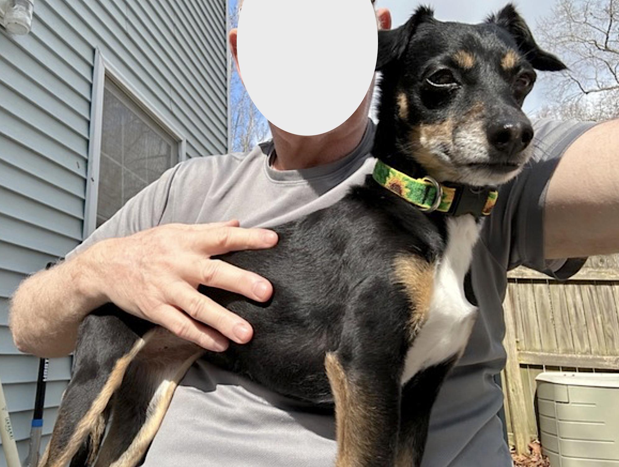 Enlarge Luna, an adopted mixed breed in Amherst, MA image 3/5