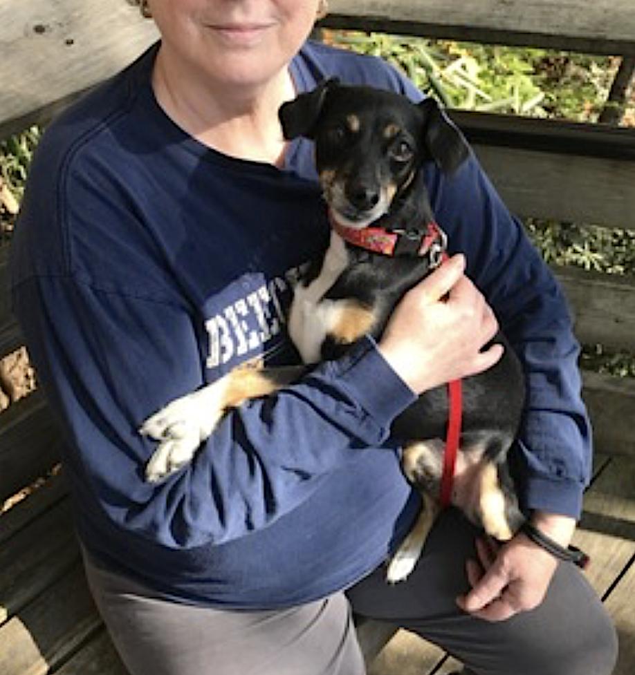 Enlarge Luna, an adopted mixed breed in Amherst, MA image 2/5