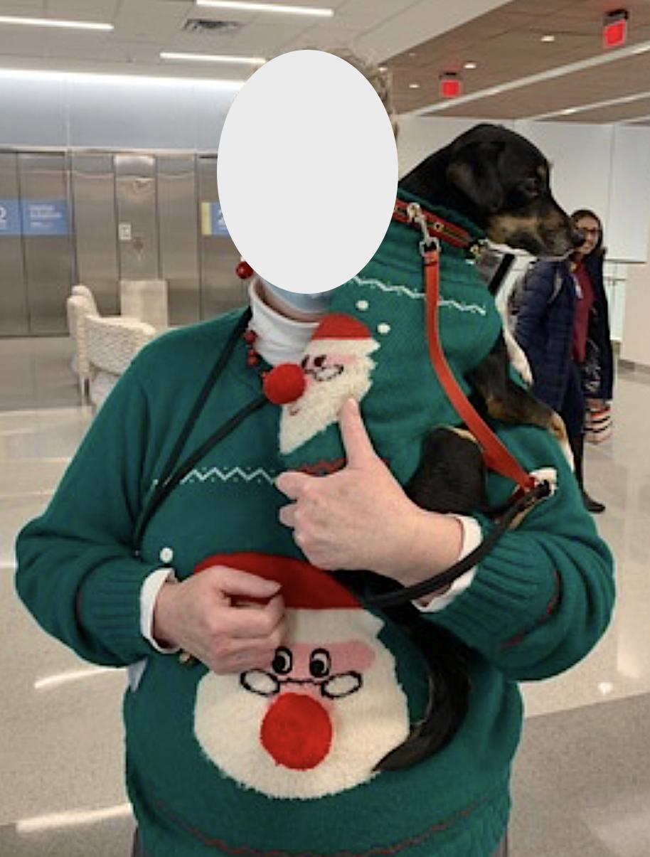 Enlarge Luna, an adopted mixed breed in Amherst, MA image 4/5