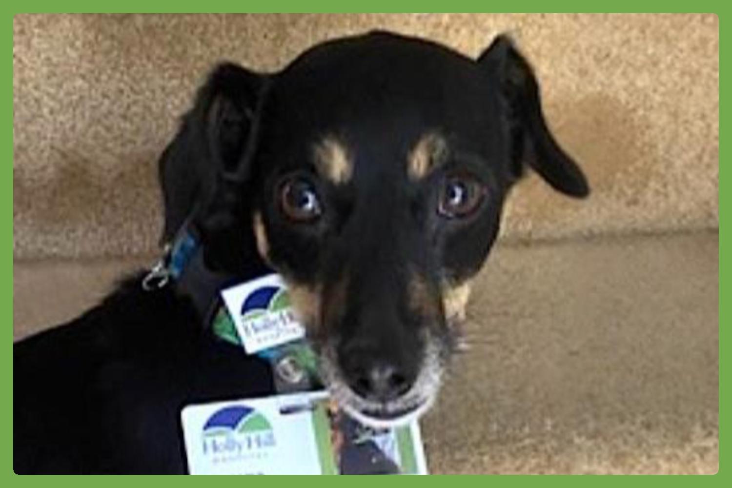 Enlarge Luna, an adopted mixed breed in Amherst, MA image 1/5