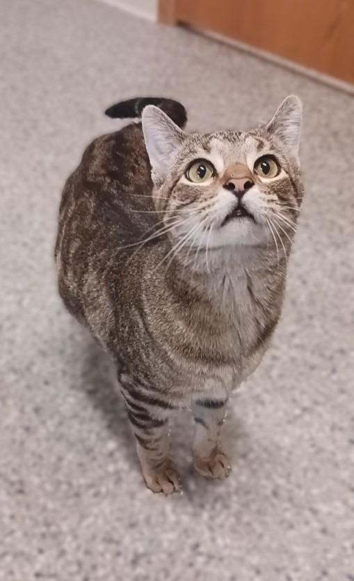 Delaney, Adoptable, Young Female Domestic Short Hair.