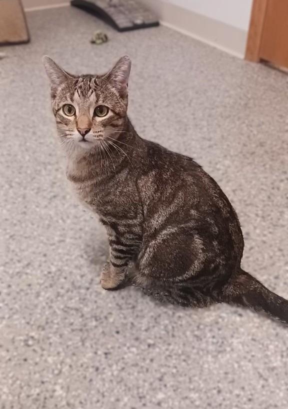 Enlarge Delaney, a Adoptable mixed breed in Prairie du Chien, WI image 2/3