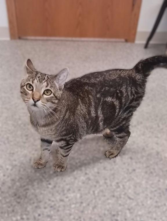 Enlarge Delaney, a Adoptable mixed breed in Prairie du Chien, WI image 3/3