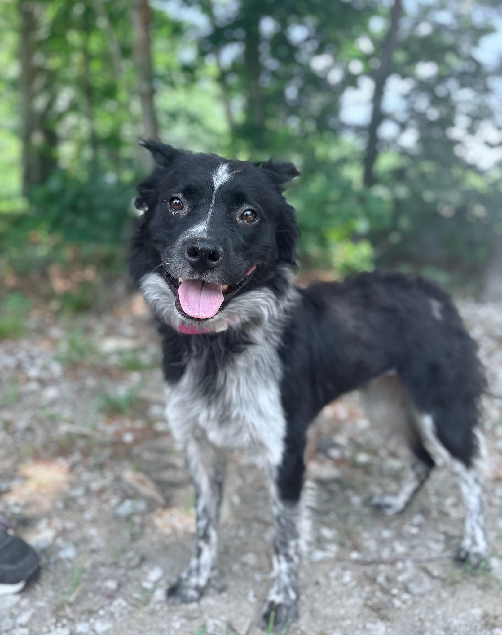 Viola in NH Come Meet our Adoptable Dogs Wednesday-Saturday. More info in Bio, an adopted mixed breed in Manchester, NH image 2/2