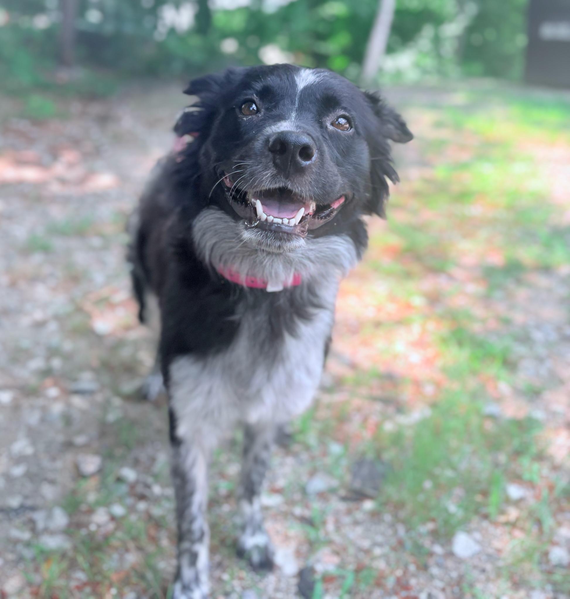 Viola in NH Come Meet our Adoptable Dogs Wednesday-Saturday. More info in Bio, an adopted mixed breed in Manchester, NH image 1/2