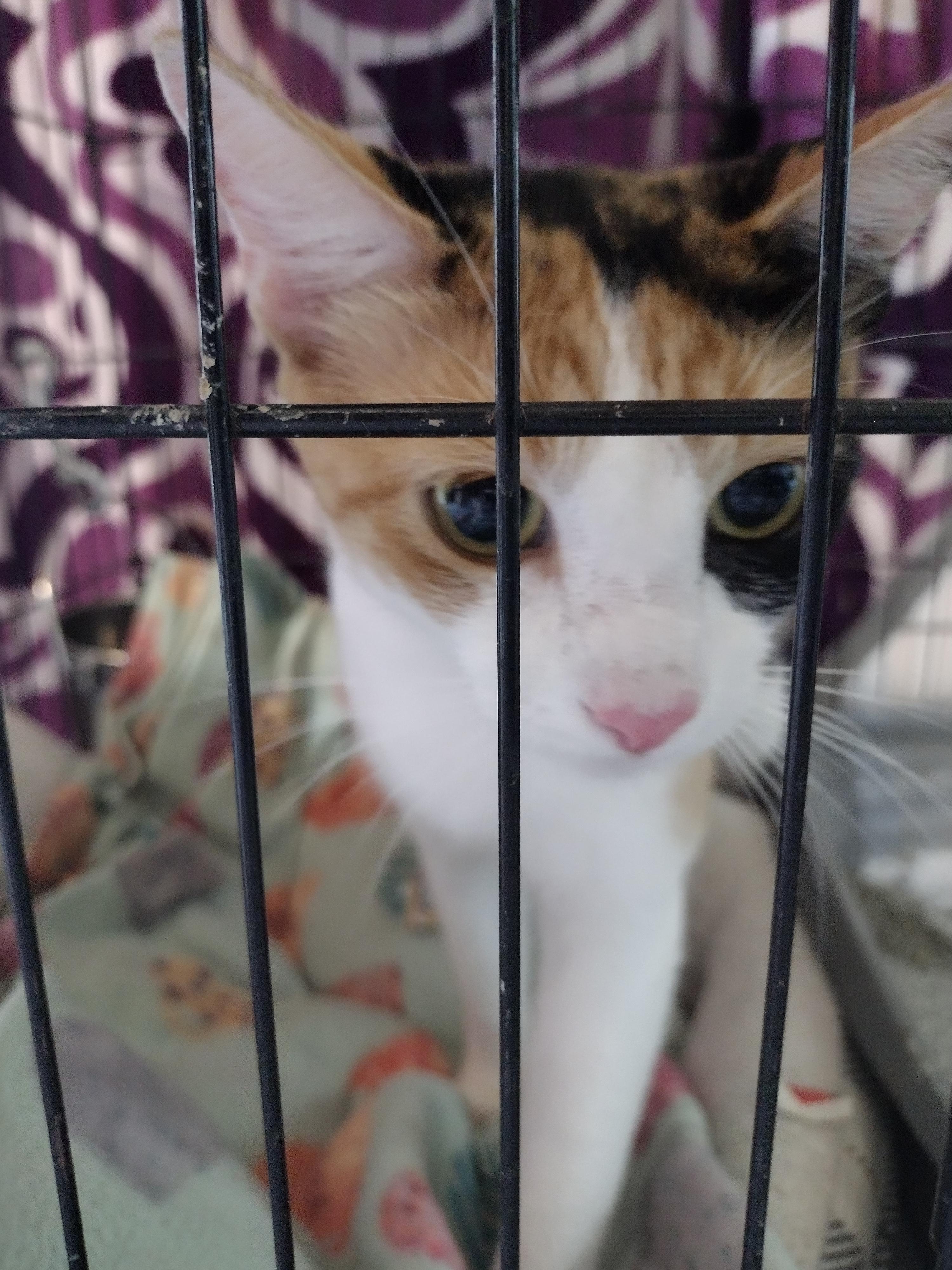 Sadie, Adoptable, Adult Female Calico.