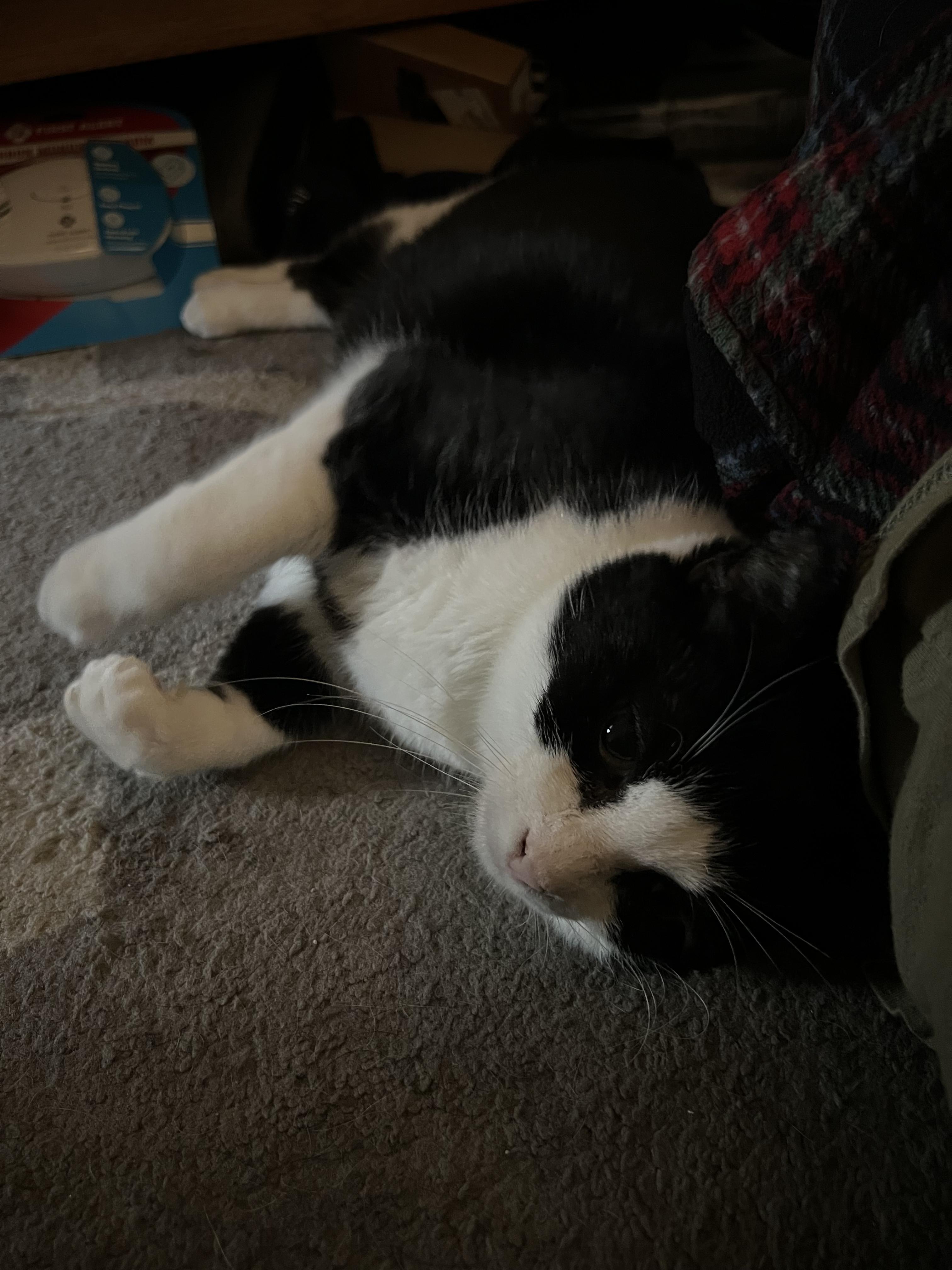 Darling Darla, a Adoptable Domestic Short Hair in Colts Neck, NJ image 1/6