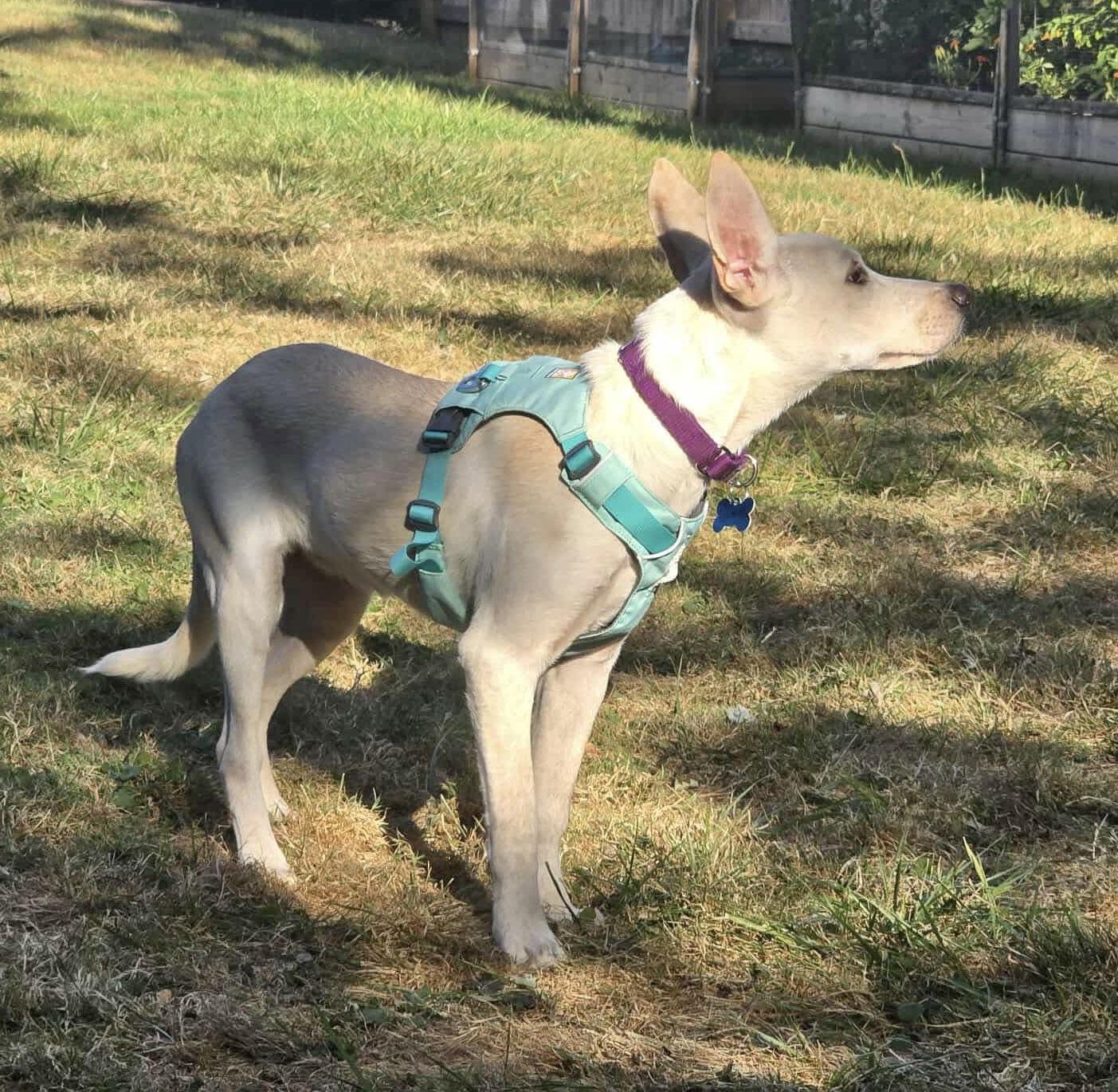 Athena, a Adopted Australian Shepherd in Springville, NY image 1/3