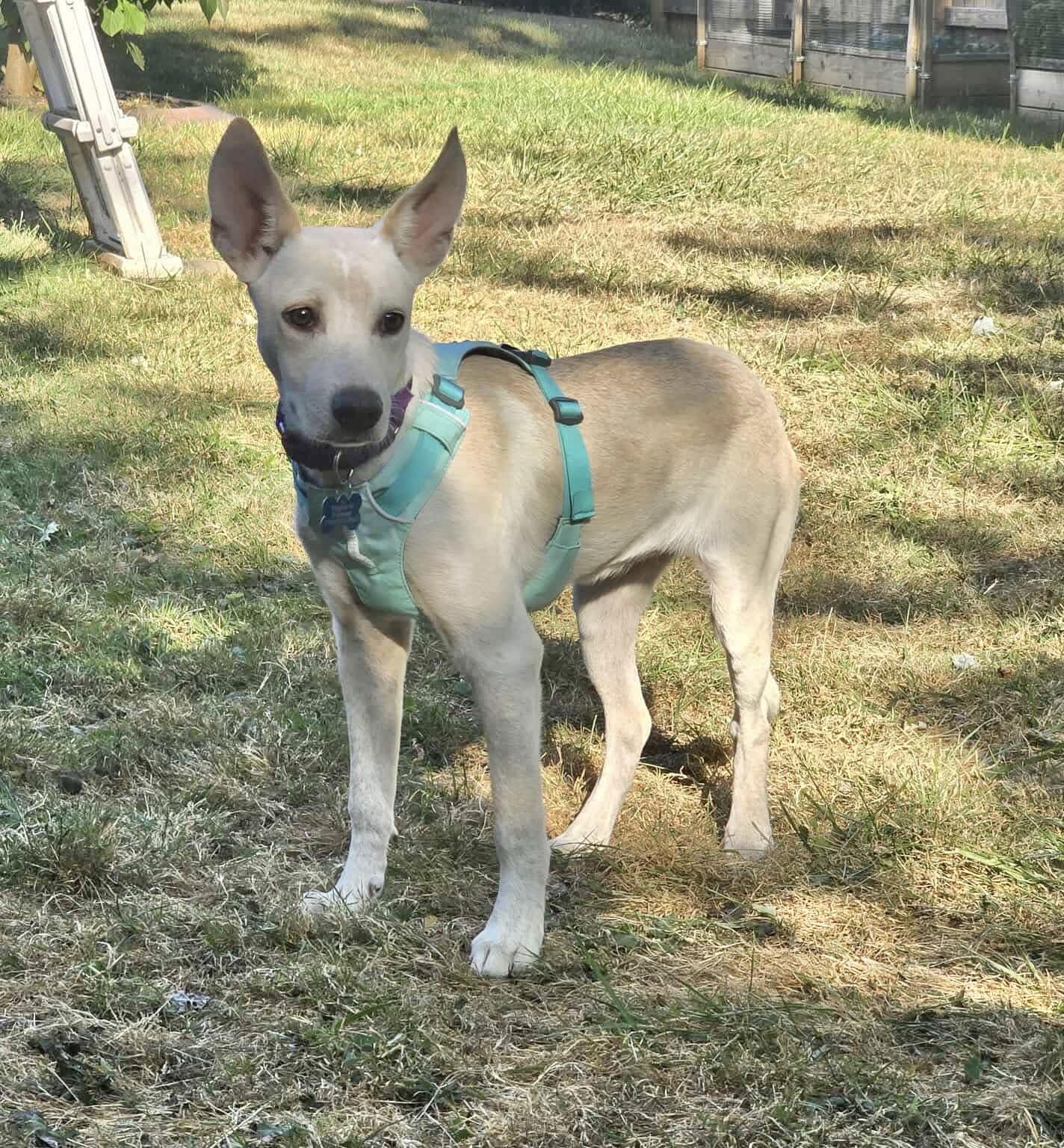 Athena, a Adopted Australian Shepherd in Springville, NY image 2/3