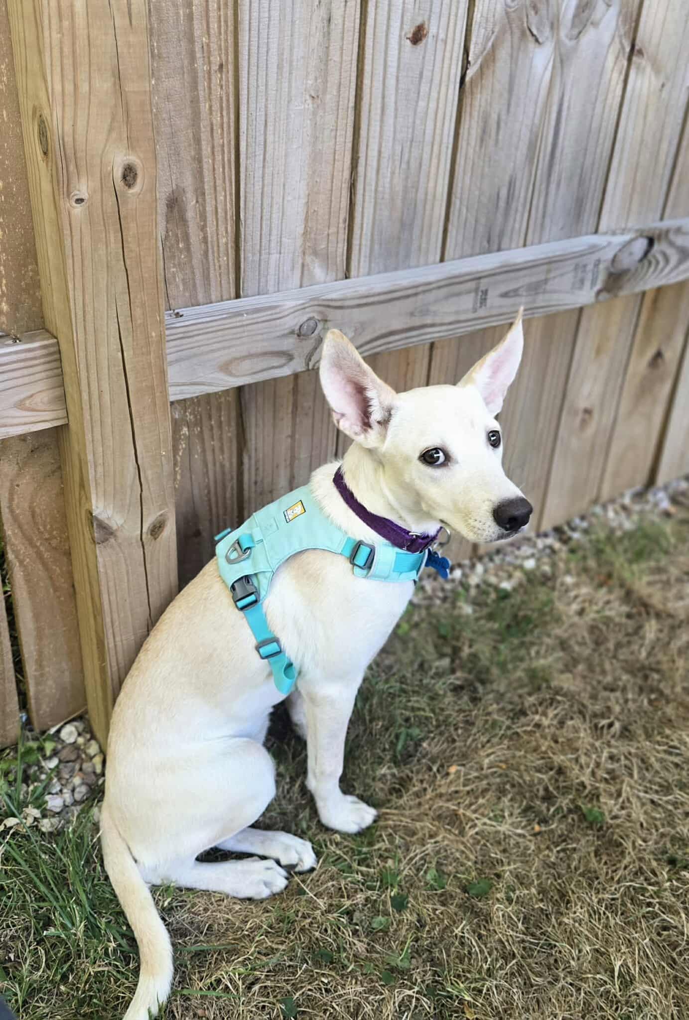 Athena, a Adopted Australian Shepherd in Springville, NY image 3/3