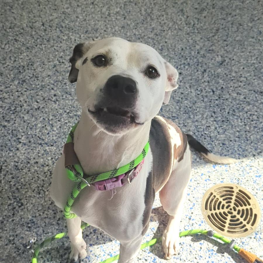 Enlarge Daisy, a Adoptable Mixed Breed in Greenville, SC image 1/2