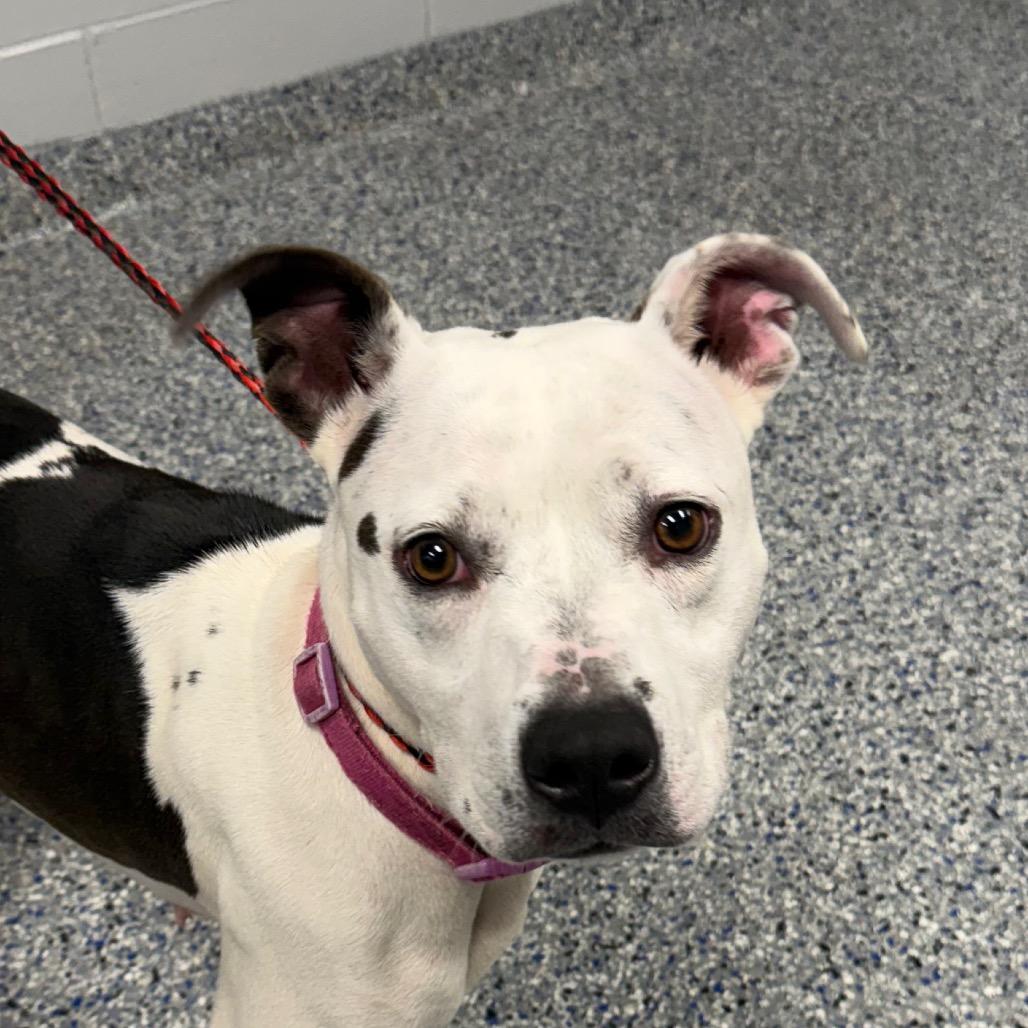 Enlarge Daisy, a Adoptable Mixed Breed in Greenville, SC image 2/2