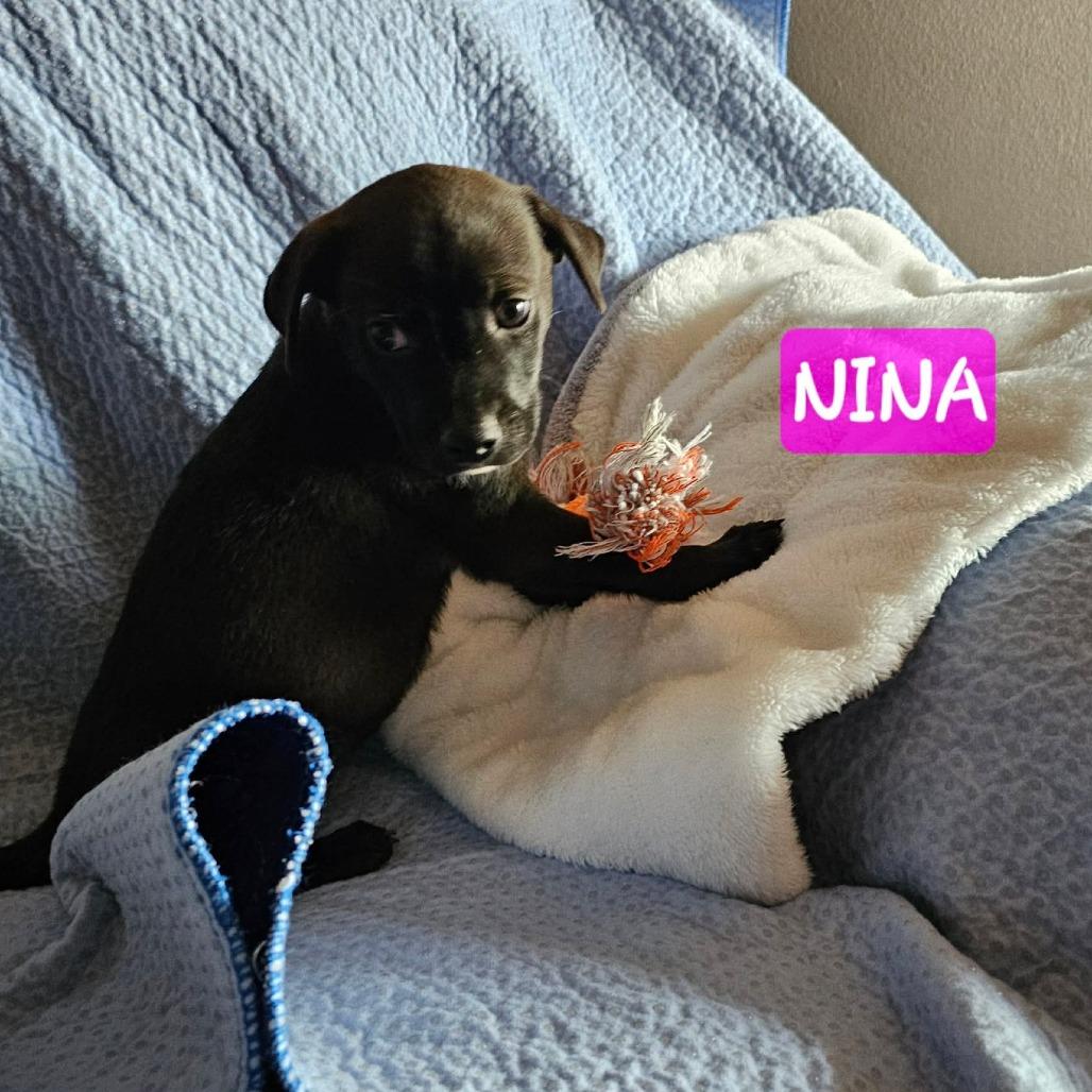 Nina, a Adoptable mixed breed in Homewood, IL image 2/2
