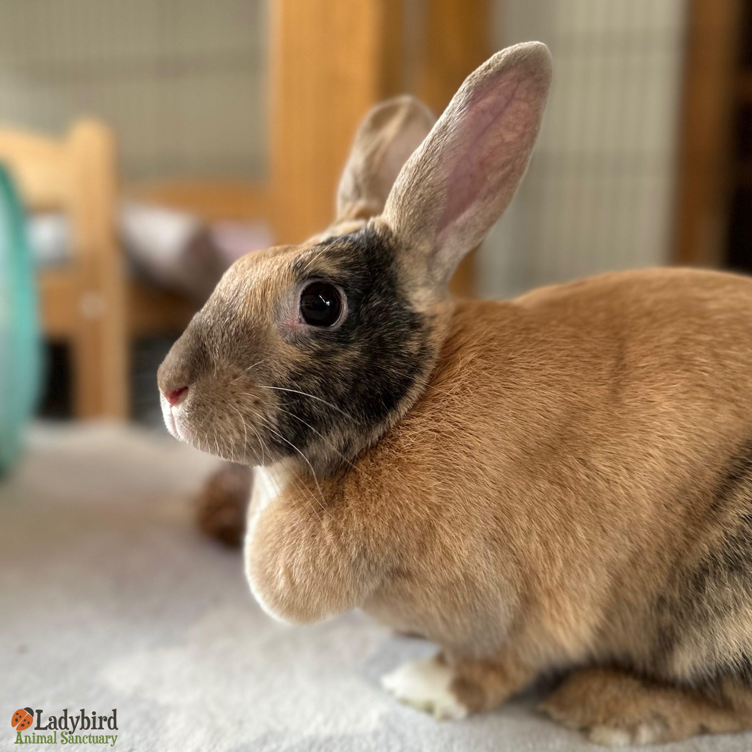 Viola (bonded to Valentine), Adult Female Bunny Rabbit