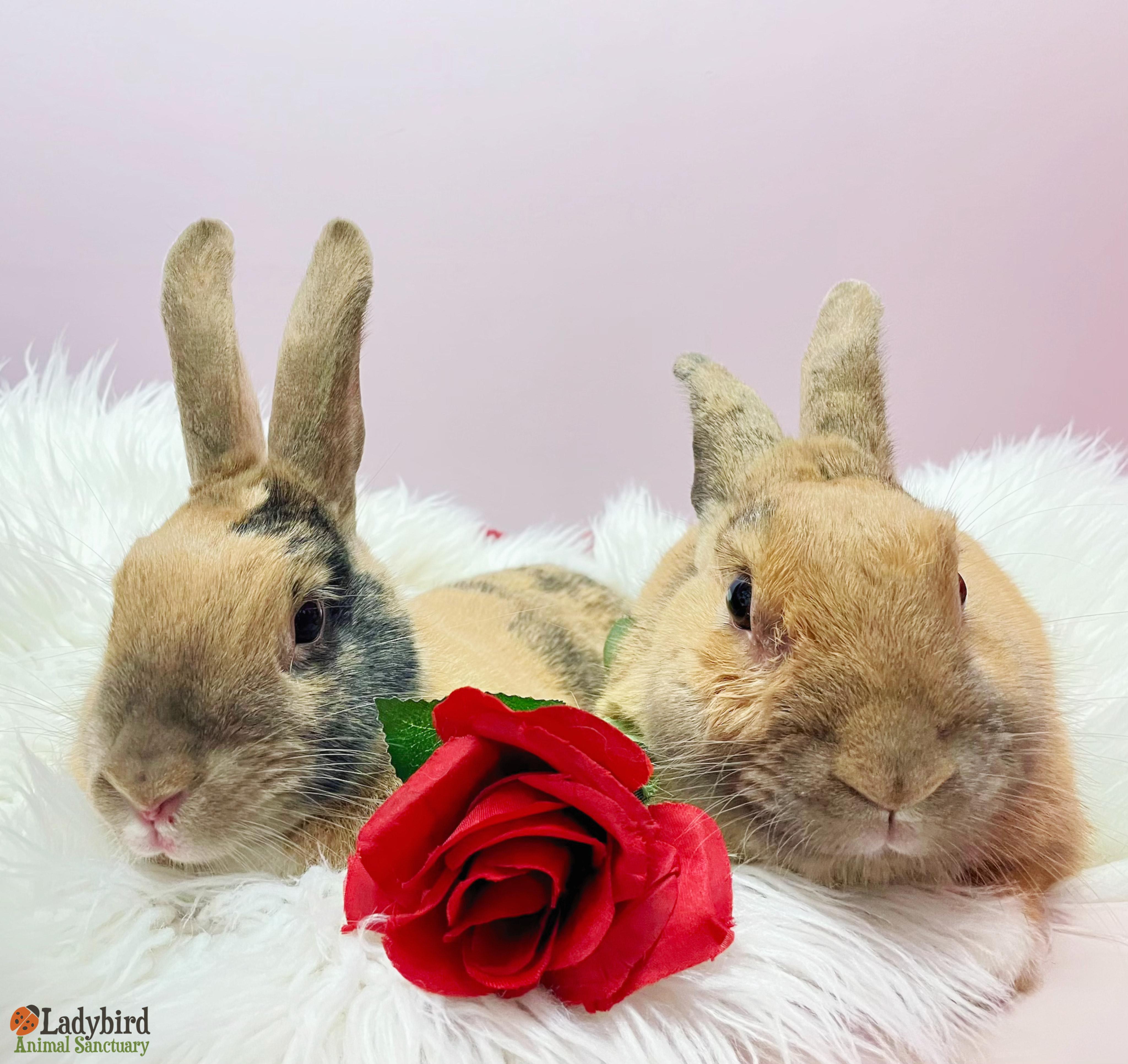 Enlarge Viola (bonded to Valentine), a Adoptable mixed breed in Hamilton, ON image 4/5