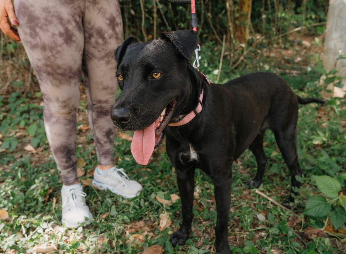 Enlarge Ambar, a Adoptable mixed breed in Seattle, WA image 1/6
