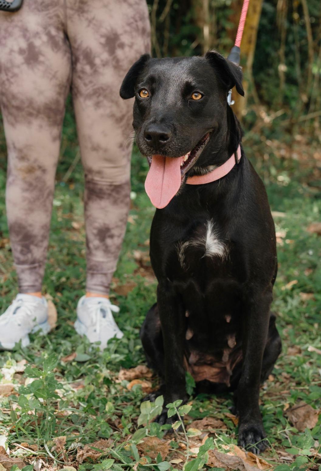 Enlarge Ambar, a Adoptable mixed breed in Seattle, WA image 3/6