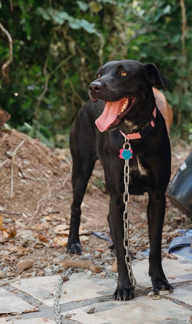 Enlarge Ambar, a Adoptable mixed breed in Seattle, WA image 2/6