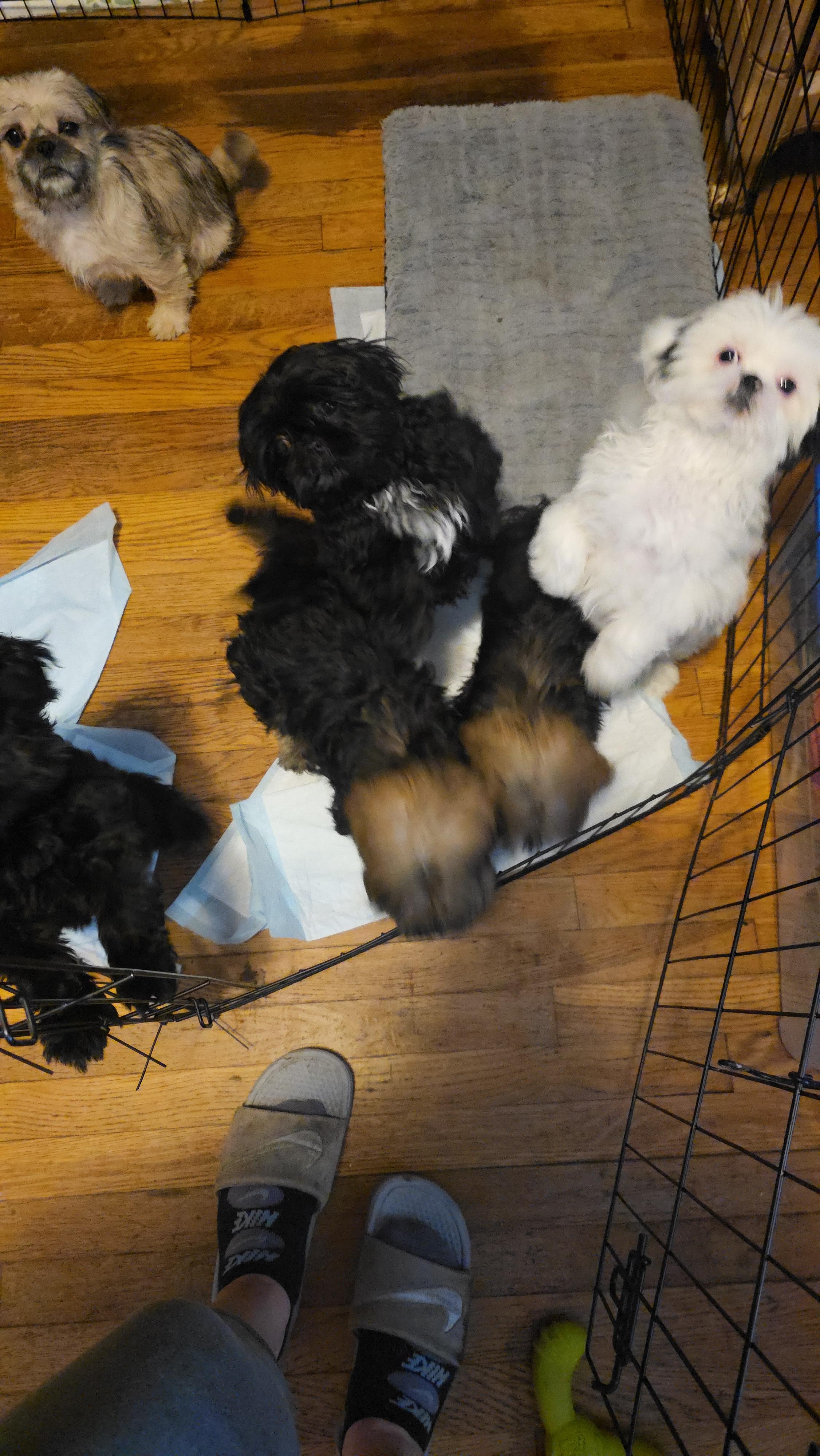 Enlarge Snow, a Adopted Shih Tzu in Cleveland , OH image 3/4