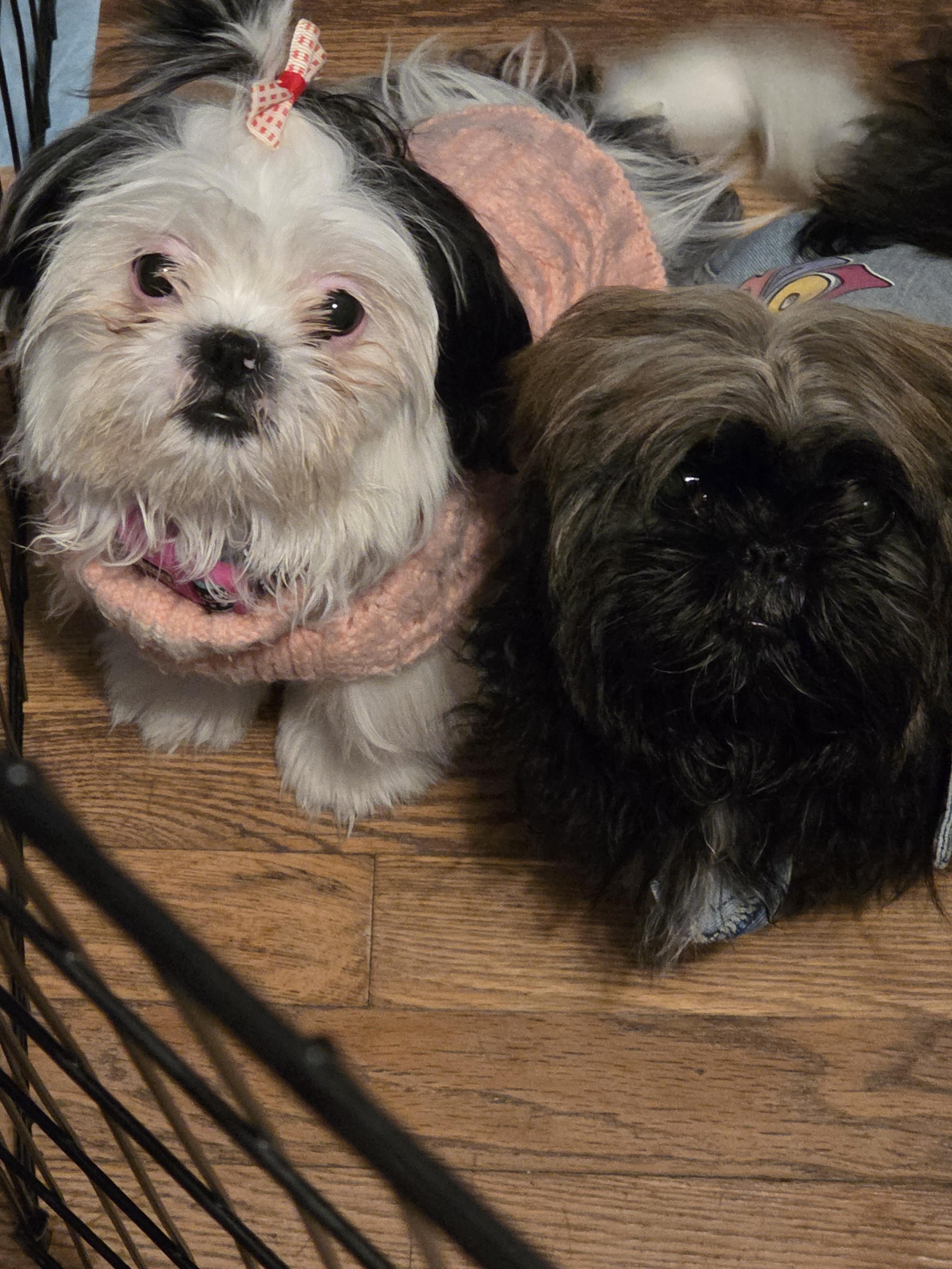 Enlarge Snow, a Adopted Shih Tzu in Cleveland , OH image 1/4