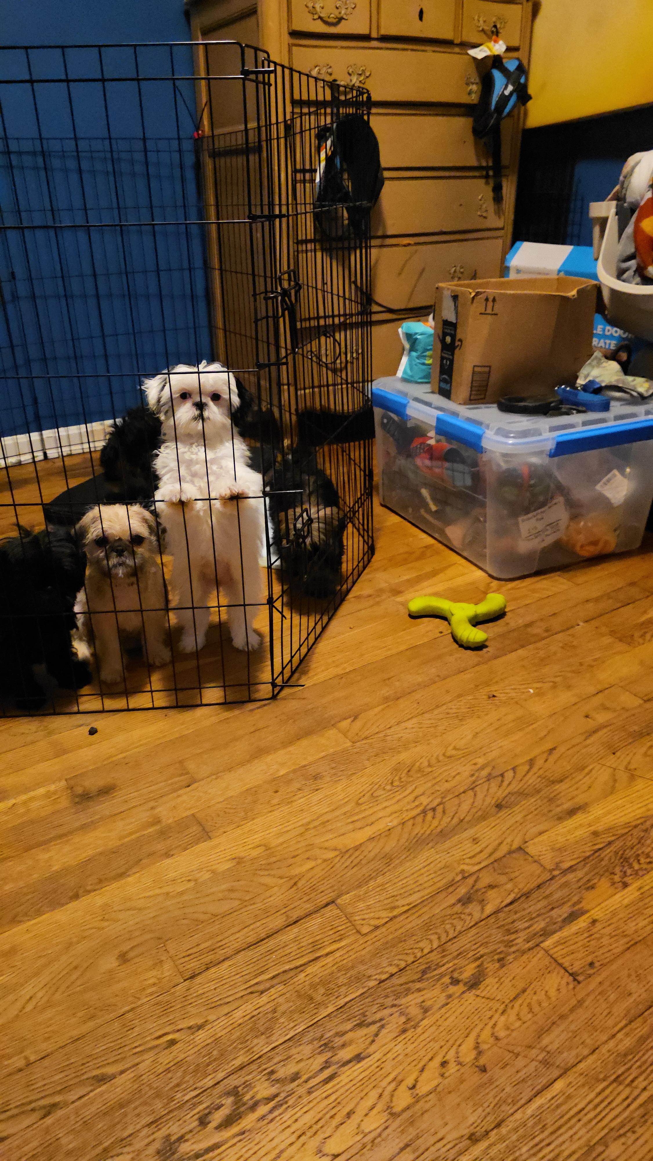 Enlarge Snow, a Adopted Shih Tzu in Cleveland , OH image 4/4