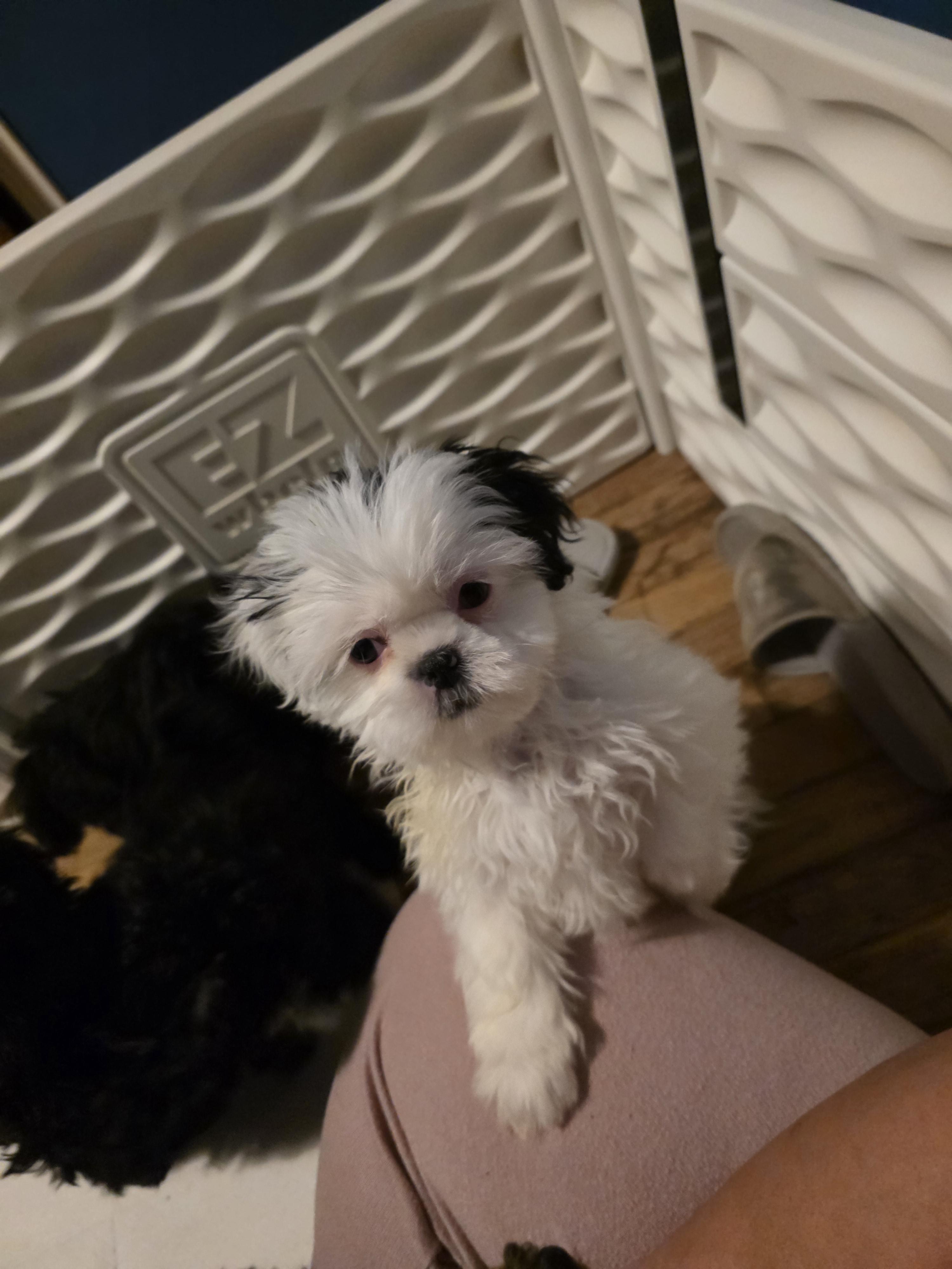 Enlarge Snow, a Adopted Shih Tzu in Cleveland , OH image 2/4