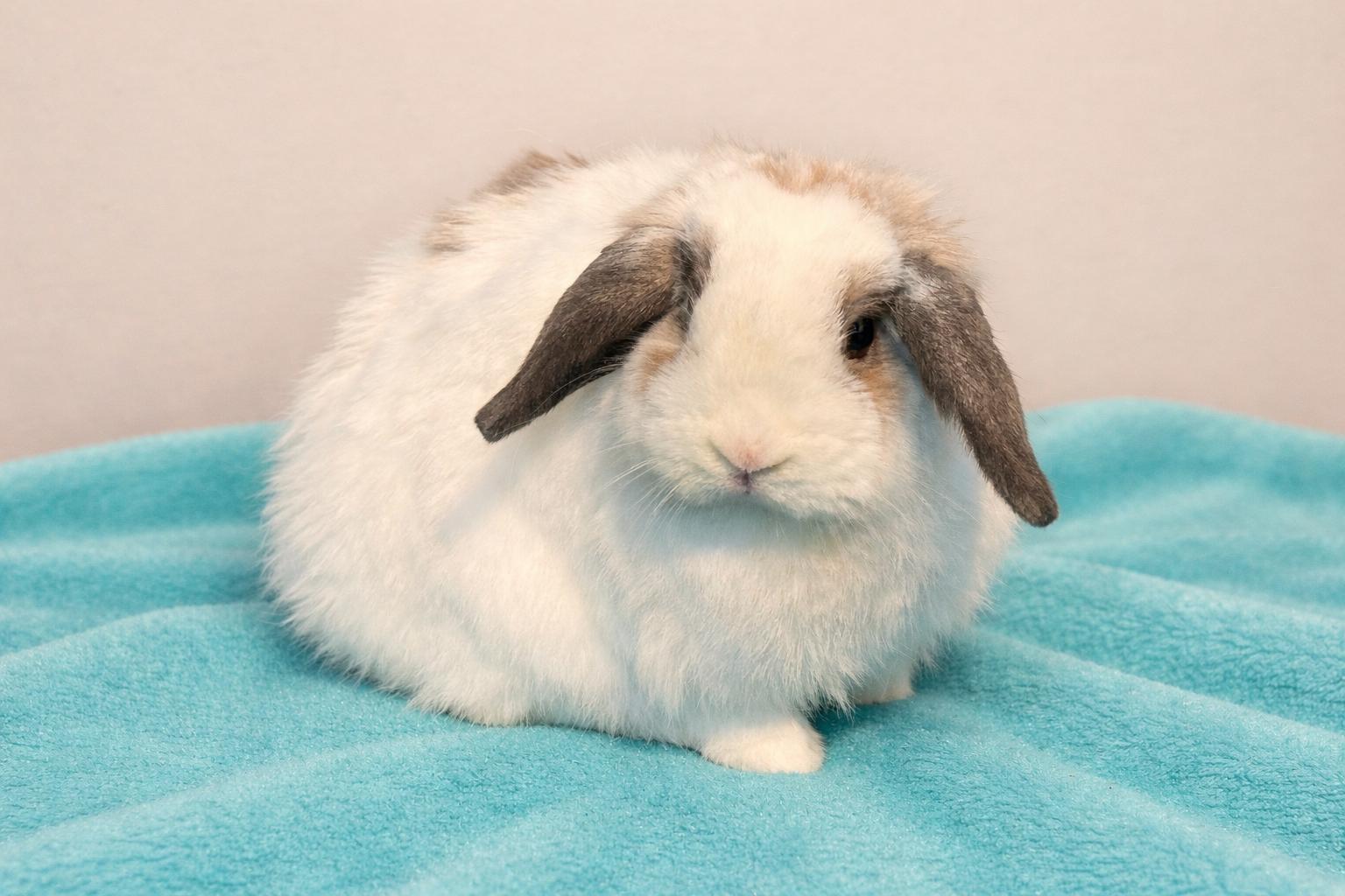 Milo, Adopted, Adult Male Holland Lop.