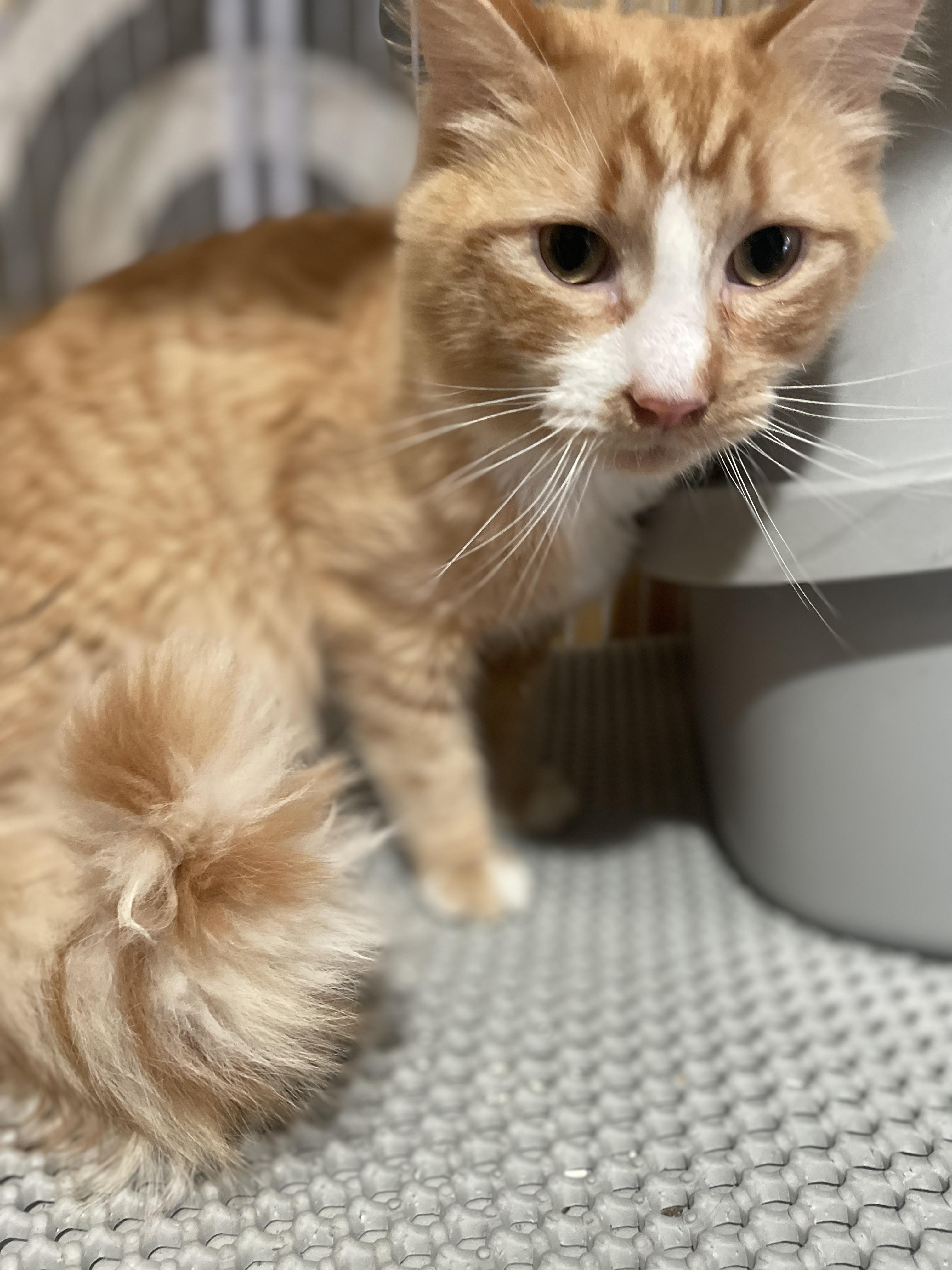 Enlarge Heart, an adopted Domestic Short Hair in South Ozone Park, NY image 3/5