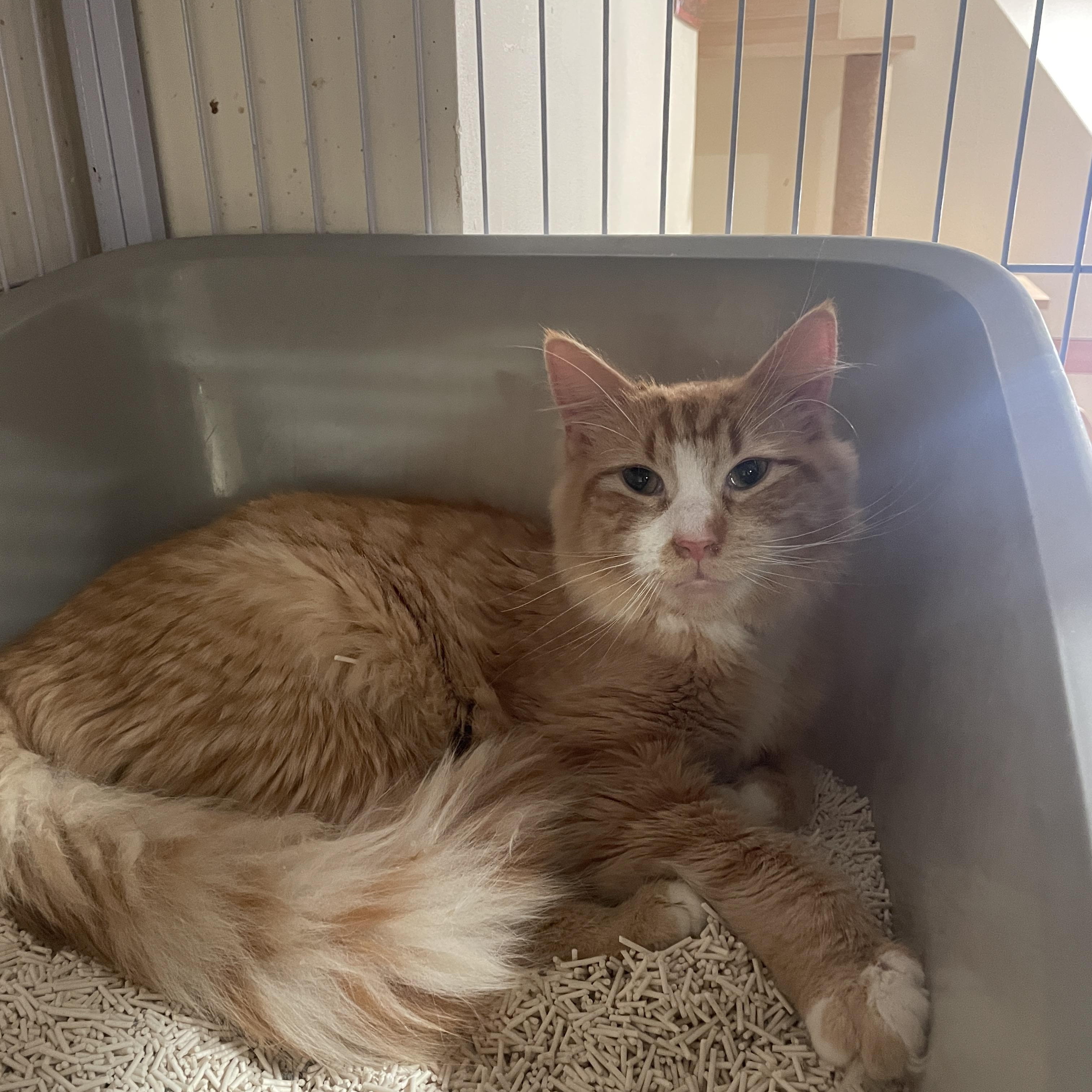 Enlarge Heart, an adopted Domestic Short Hair in South Ozone Park, NY image 4/5