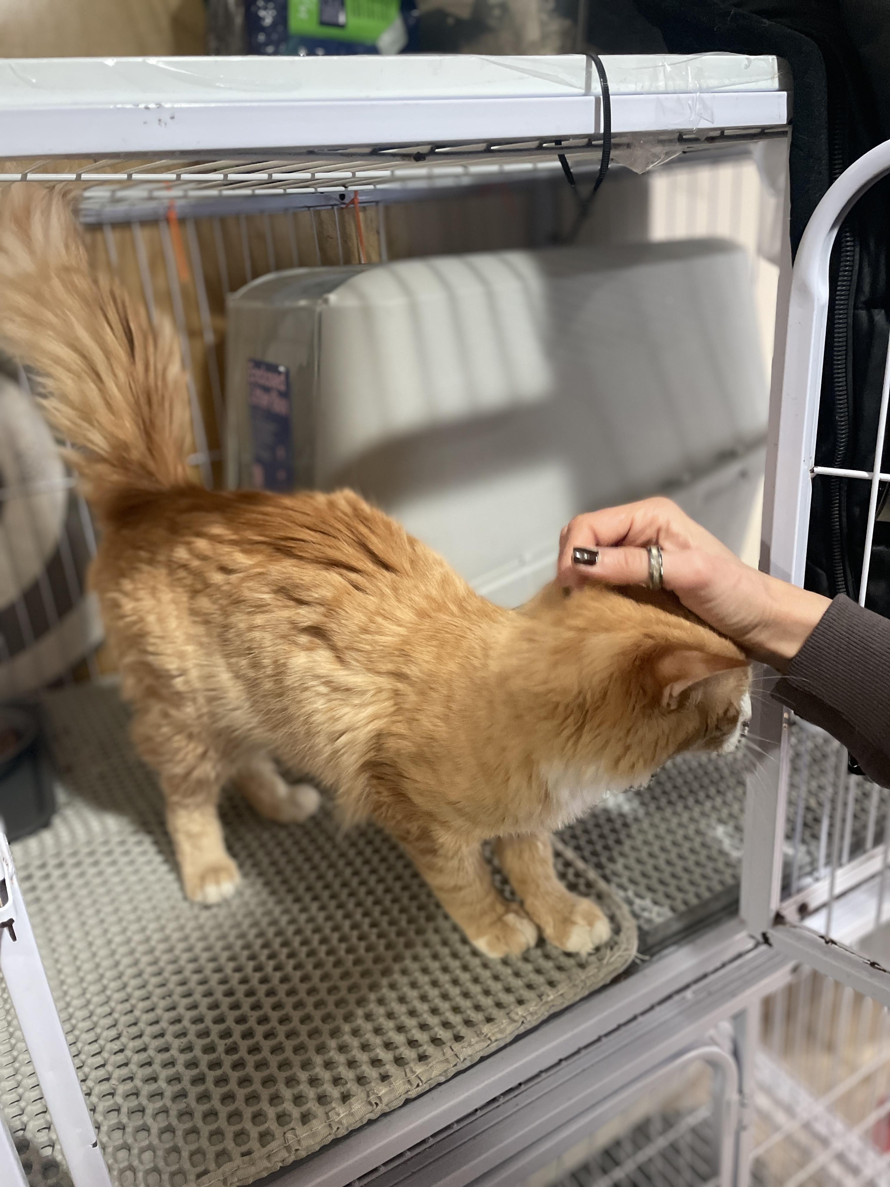 Enlarge Heart, an adopted Domestic Short Hair in South Ozone Park, NY image 5/5