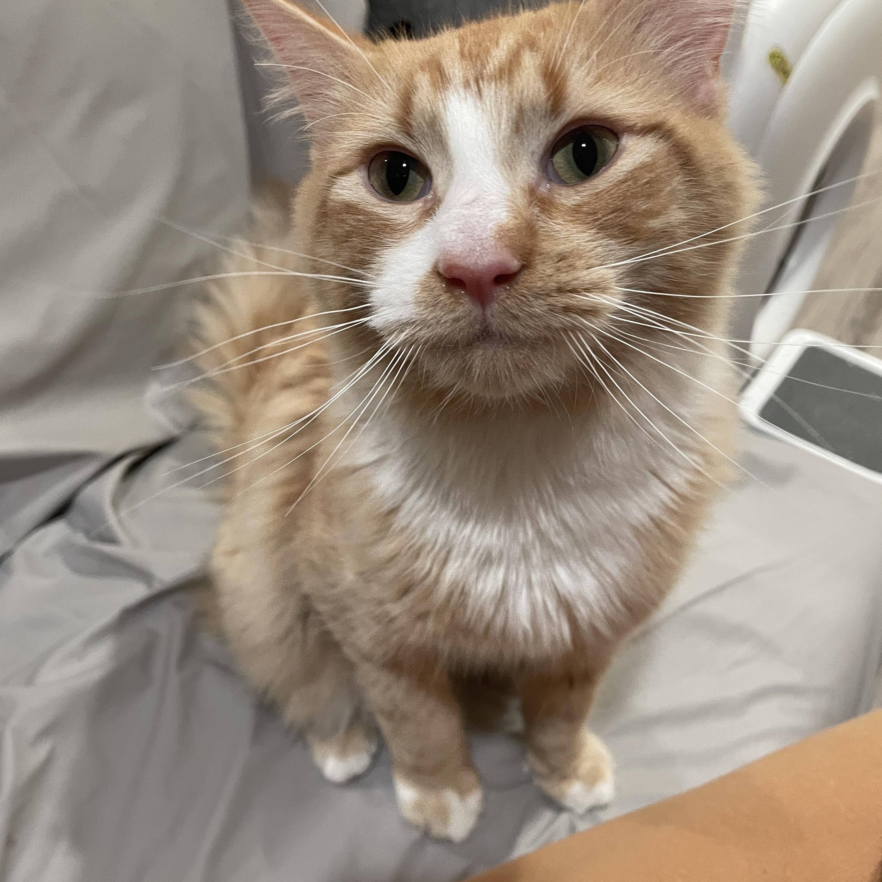 Enlarge Heart, an adopted Domestic Short Hair in South Ozone Park, NY image 1/5