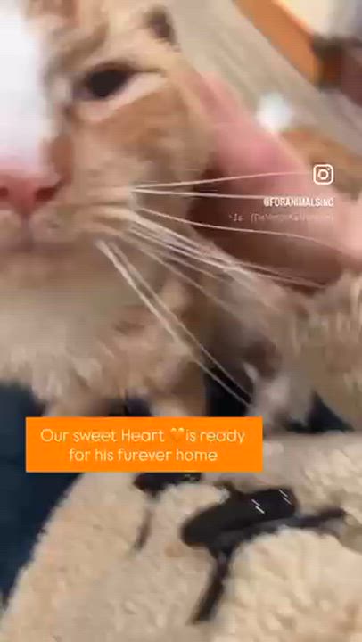 Enlarge Heart, an adopted Domestic Short Hair in South Ozone Park, NY video 2/5