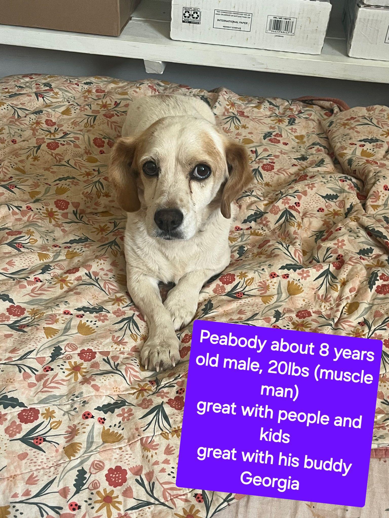 Peabody, Senior Male Dachshund