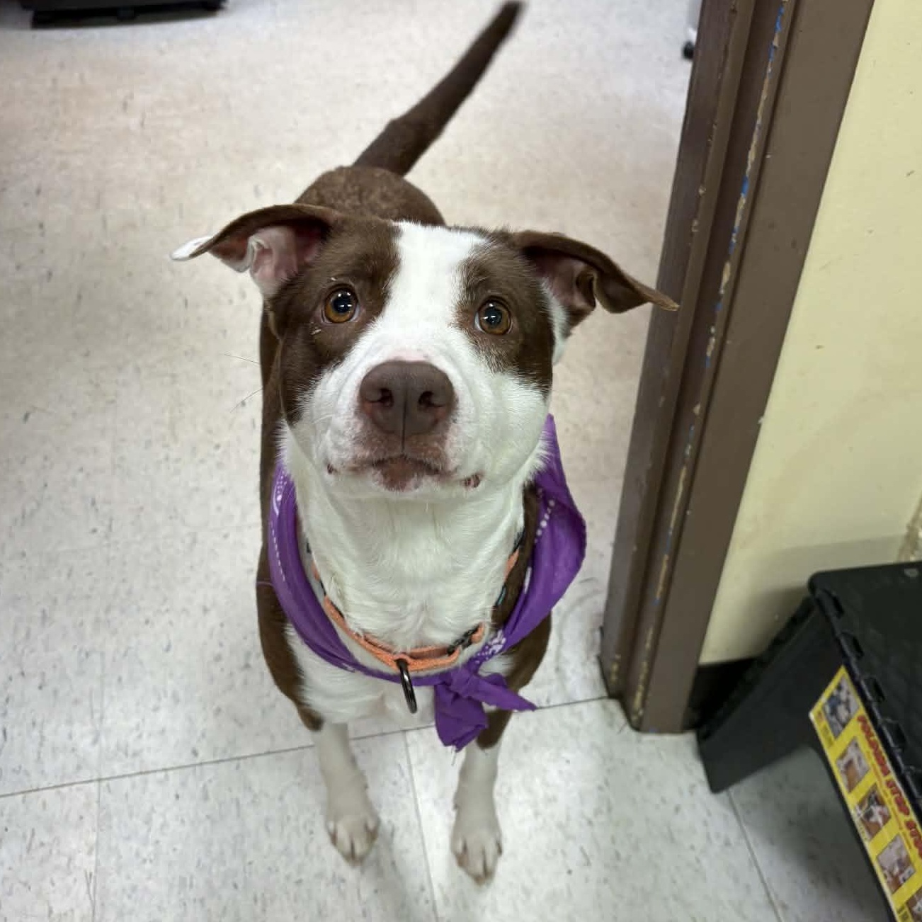Enlarge Holly, a ADOPTABLE Border Collie in Grants Pass, OR image 1/6